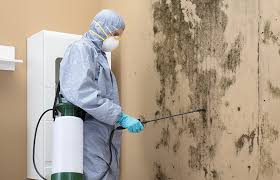 Best Real Estate Mold Inspection in West Wyomissing, PA